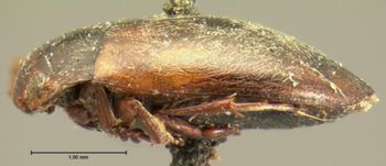 Media type: image;   Entomology 7407 Aspect: habitus lateral view